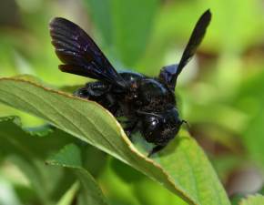 Ten owad by uwaany za wymarego w Polsce. Spotkanie czarnej pszczoy to wielkie szczcie 
